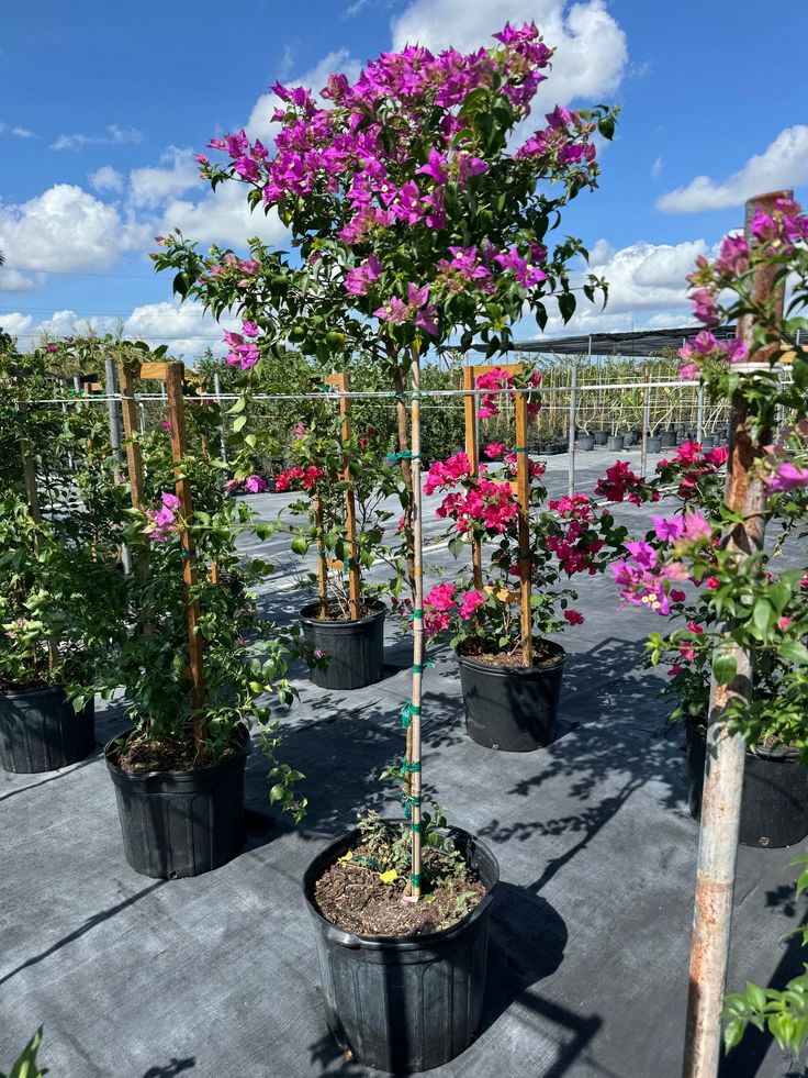 Begonvil Çiçeği Büyük Boy 140- 200 cm ( Bougainvillea )