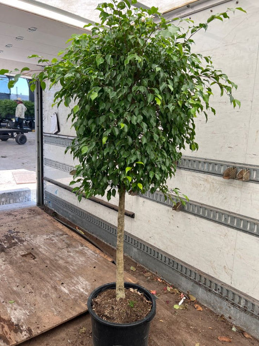 Ficus Benjamina Danielle Dev Boy 170–200 cm