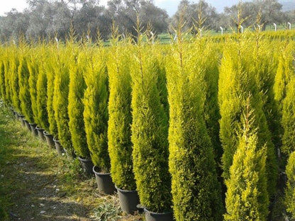 Limon Servi (Goldcrest) 101 - 125 cm – Mis Kokulu & Parlak Sarı Yapraklı