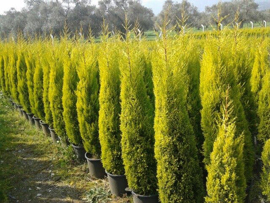 Limon Servi (Goldcrest) 101 - 125 cm – Mis Kokulu & Parlak Sarı Yapraklı