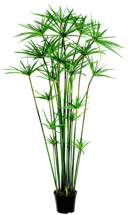 Japon Şemsiyesi 50-70 cm (Cyperus Alternifolius)