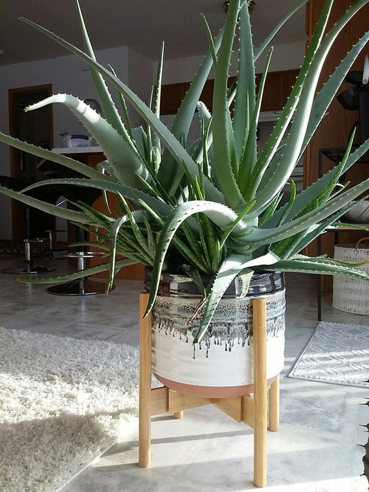 Dev Aloe Vera Bitkisi 60–100 cm