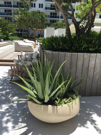 Dev Aloe Vera Bitkisi 60–100 cm