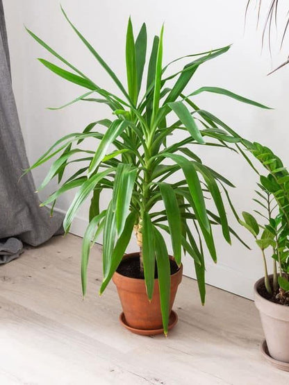 Yukka Tek Gövdeli Yuka 41-50 Cm ( Yucca Elephantipes )