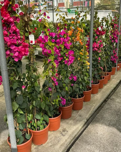 Begonvil Çiçeği Büyük Boy 140- 200 cm ( Bougainvillea )