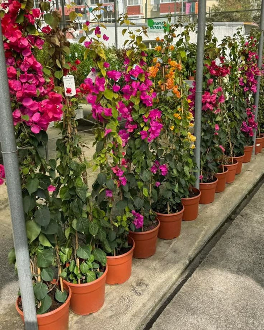 Begonvil Çiçeği Büyük Boy 140- 200 cm ( Bougainvillea )