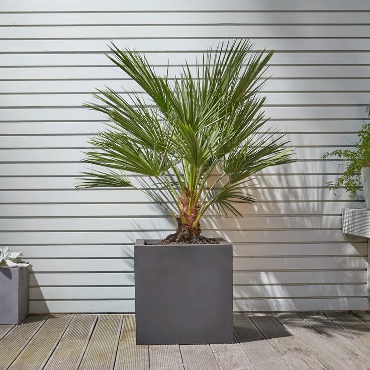 Bodur Palmiye Çift Gövde 41–50 cm ( Chamaerops Humilis )