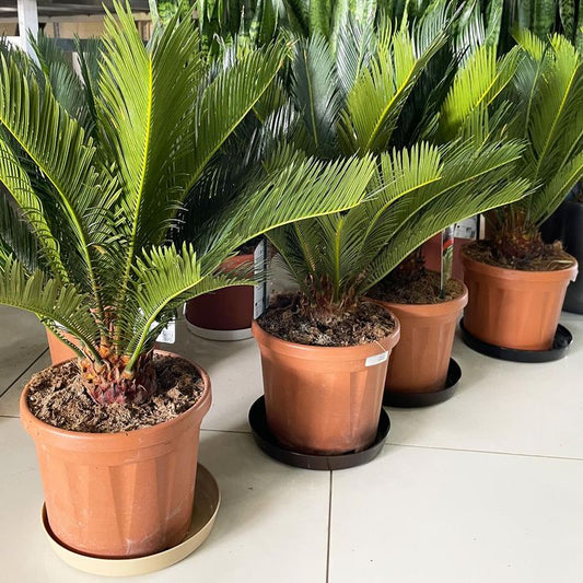 Sikas Japon Palmiyesi 41-50 cm ( Cycas Revoluta )