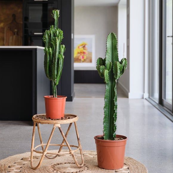 Şamdan Ağacı Dev Kaktüs 80 - 130 cm ( Euphorbia İngens )