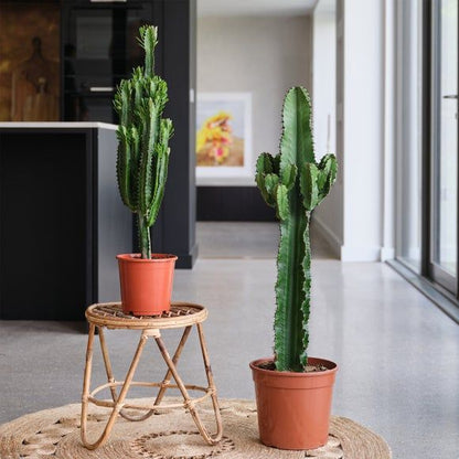 Şamdan Ağacı Dev Kaktüs 80 - 130 cm ( Euphorbia İngens )