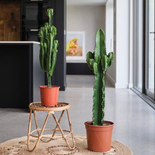 Şamdan Ağacı Dev Kaktüs 80 - 130 cm ( Euphorbia İngens )