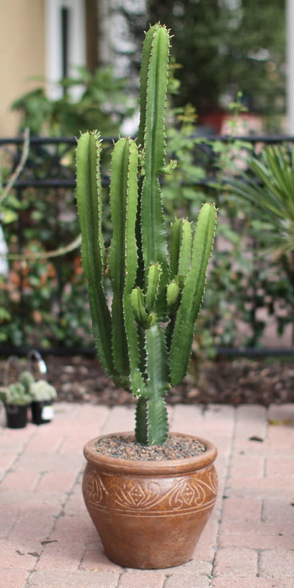 Şamdan Ağacı Dev Kaktüs 80 - 130 cm ( Euphorbia İngens )