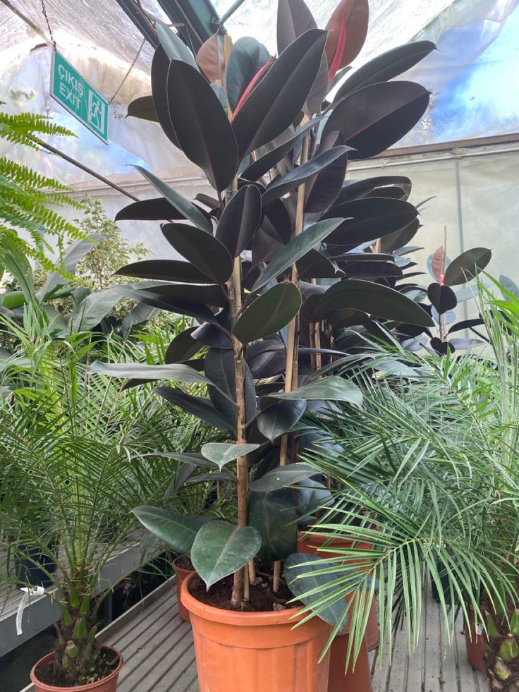 Kauçuk Bitkisi 100 – 120 cm (Ficus elastica)