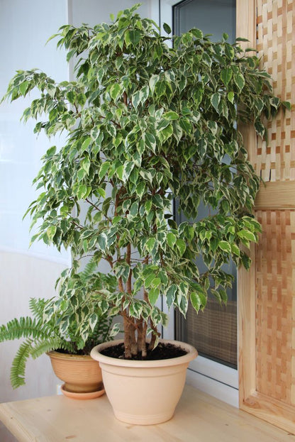 Ficus Benjamina Danielle Dev Boy 170–200 cm