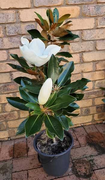 Büyük Çiçekli Manolya ( Magnolia grandiflora ) 51–60 cm