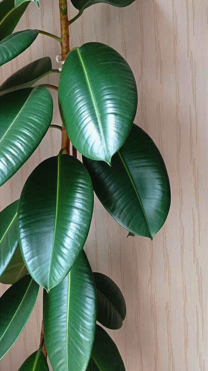 Kauçuk Bitkisi 100 – 120 cm (Ficus elastica)