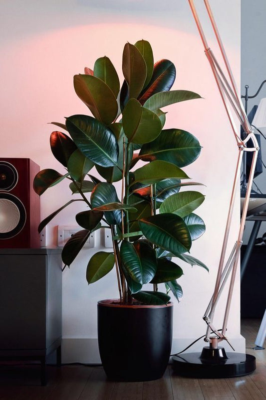 Kauçuk Bitkisi 100 – 120 cm (Ficus elastica)