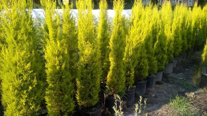 Limon Servi (Goldcrest) 101 - 125 cm – Mis Kokulu & Parlak Sarı Yapraklı