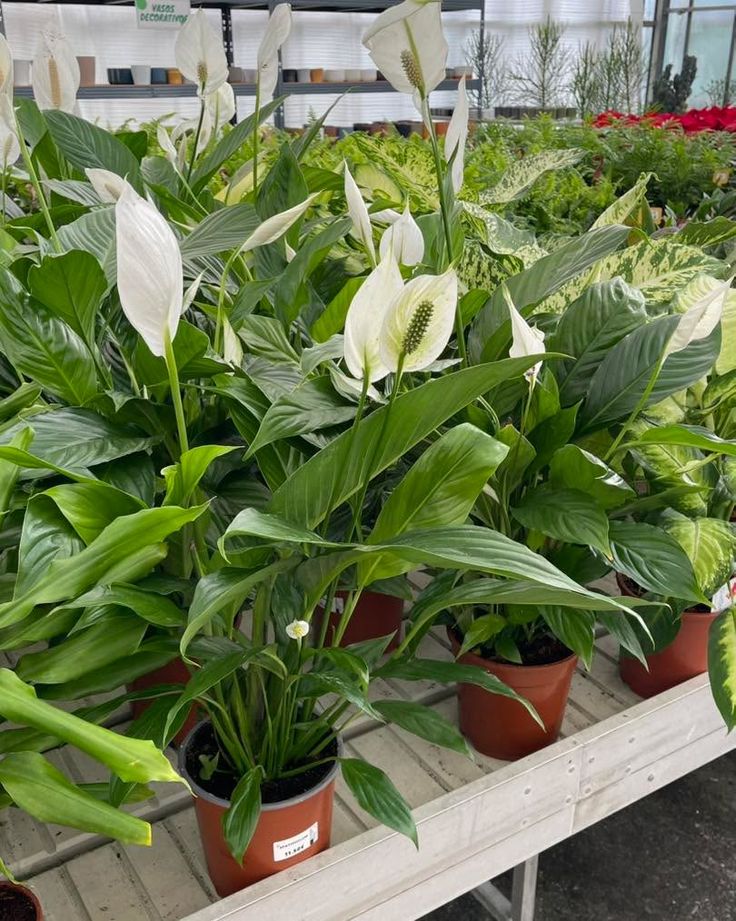 Barış Çiçeği 40–60 cm (Spathiphyllum)