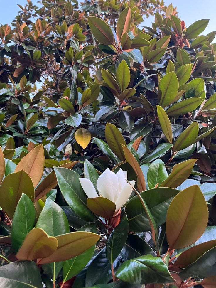 Büyük Çiçekli Manolya ( Magnolia grandiflora ) 51–60 cm