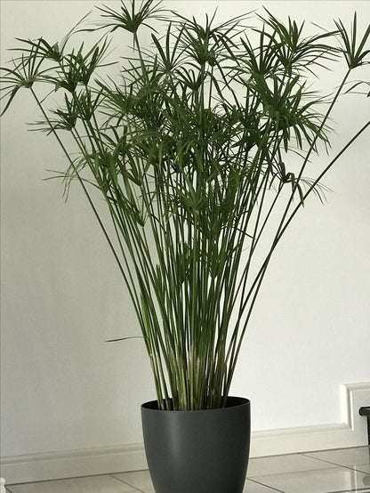 Japon Şemsiyesi 50-70 cm (Cyperus Alternifolius)