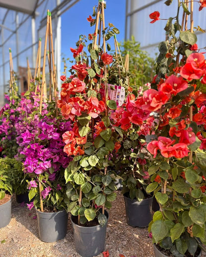 Begonvil Çiçeği Büyük Boy 140- 200 cm ( Bougainvillea )