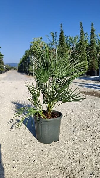 Bodur Palmiye Çift Gövde 41–50 cm ( Chamaerops Humilis )