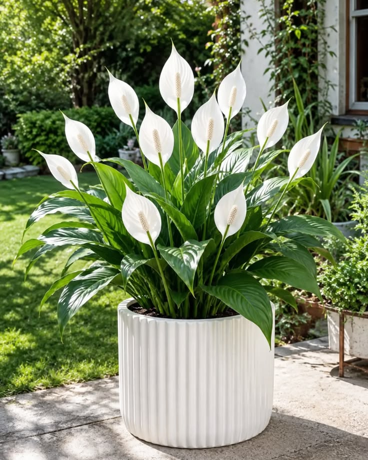 Barış Çiçeği 40–60 cm (Spathiphyllum)