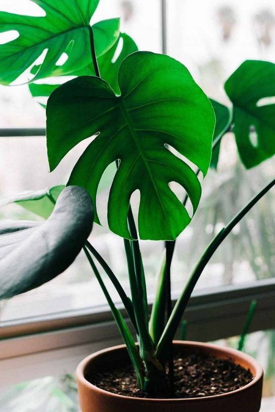 Deve Tabanı 60–100 cm (Monstera deliciosa)