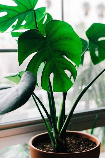 Deve Tabanı 60–100 cm (Monstera deliciosa)