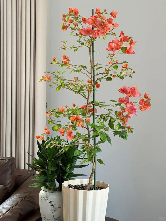 Begonvil Çiçeği Büyük Boy 140- 200 cm ( Bougainvillea )