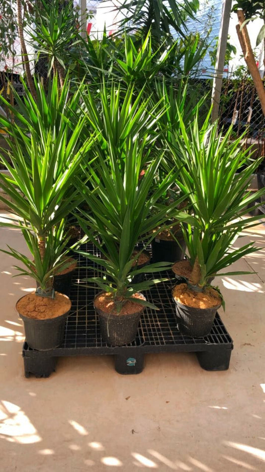 Yukka Tek Gövdeli Yuka 41-50 Cm ( Yucca Elephantipes )