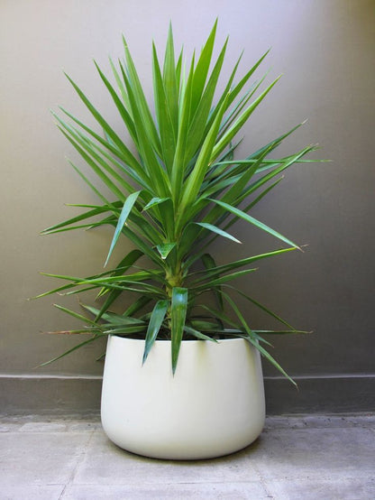 Yukka Tek Gövdeli Yuka 41-50 Cm ( Yucca Elephantipes )