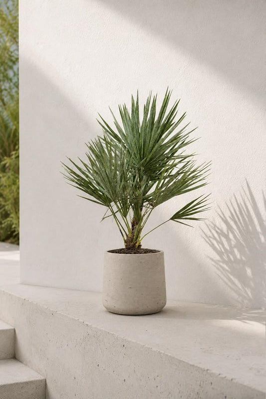 Bodur Palmiye Çift Gövde 41–50 cm ( Chamaerops Humilis )