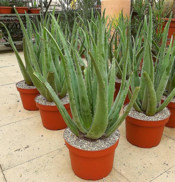 Dev Aloe Vera Bitkisi 60–100 cm