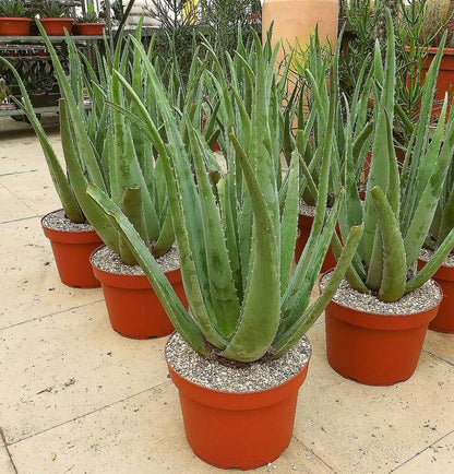Dev Aloe Vera Bitkisi 60–100 cm
