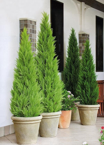 Limon Servi (Goldcrest) 101 - 125 cm – Mis Kokulu & Parlak Sarı Yapraklı