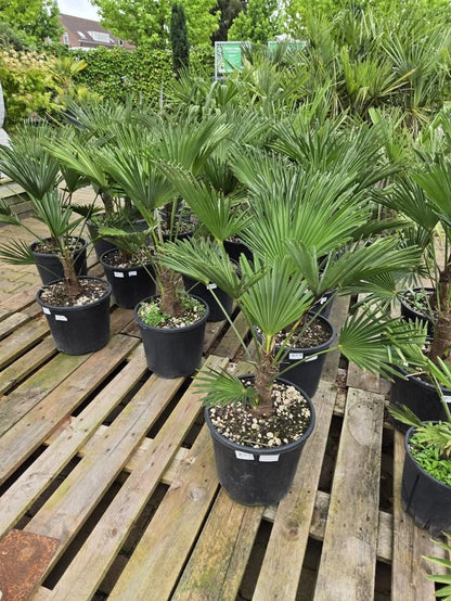 Bodur Palmiye Çift Gövde 41–50 cm ( Chamaerops Humilis )