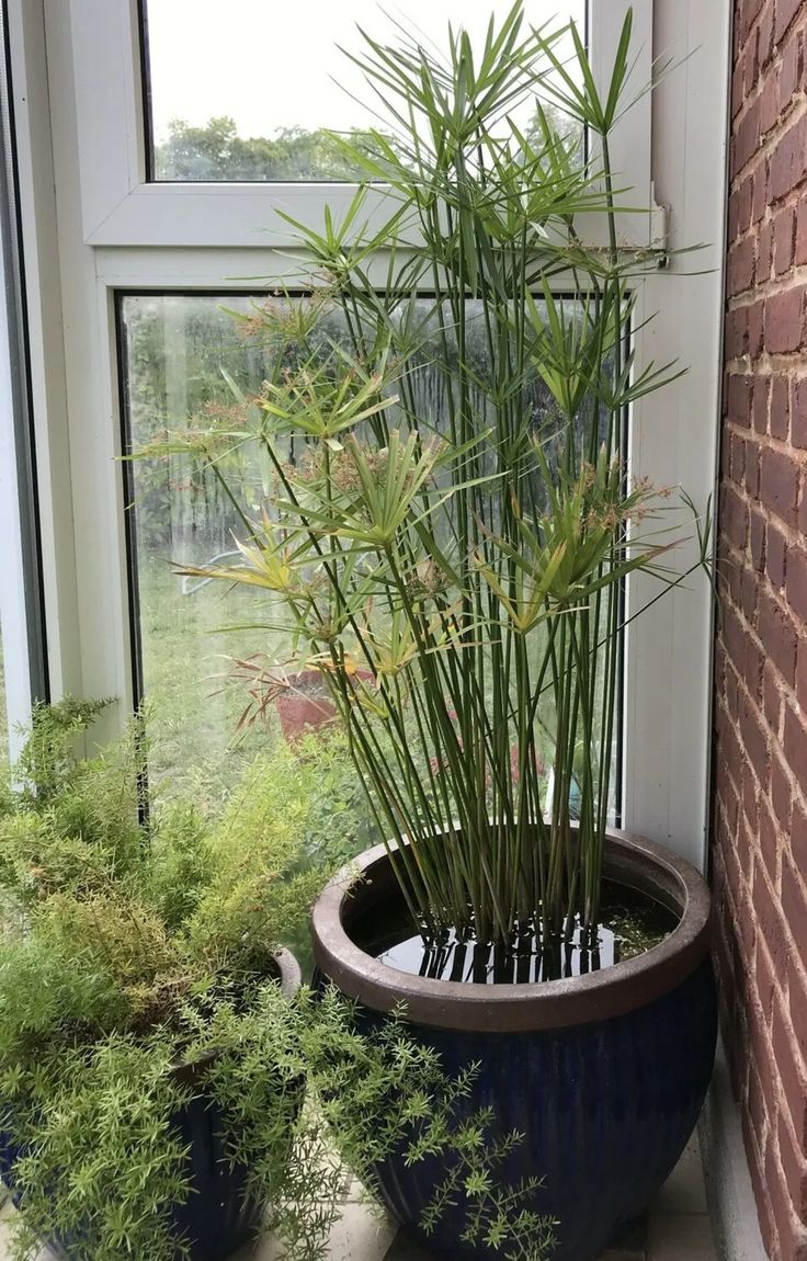 Japon Şemsiyesi 50-70 cm (Cyperus Alternifolius)
