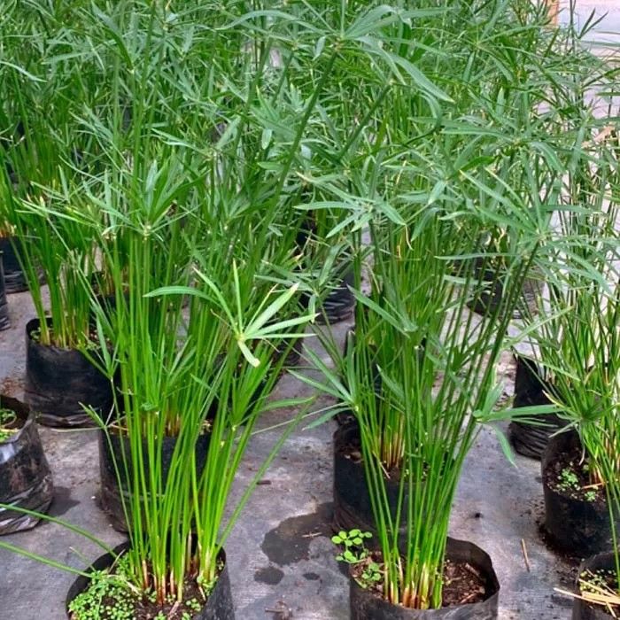 Japon Şemsiyesi 50-70 cm (Cyperus Alternifolius)