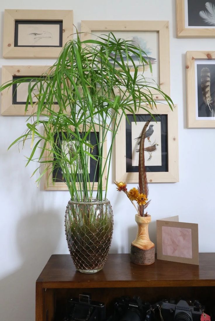 Japon Şemsiyesi 50-70 cm (Cyperus Alternifolius)