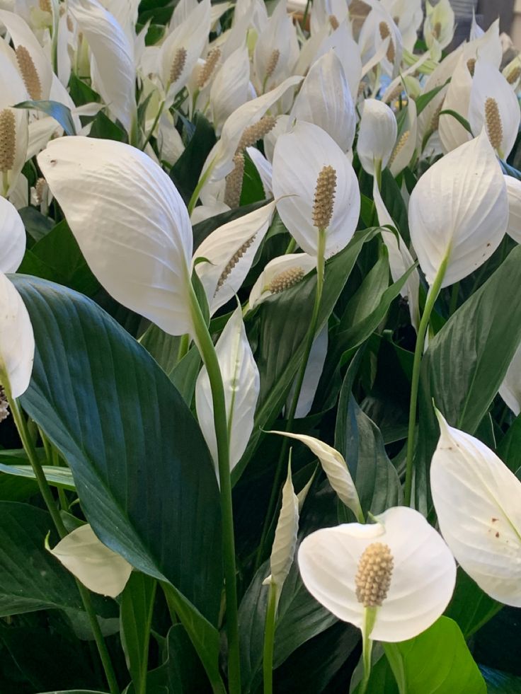 Barış Çiçeği 40–60 cm (Spathiphyllum)
