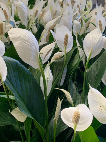 Barış Çiçeği 40–60 cm (Spathiphyllum)