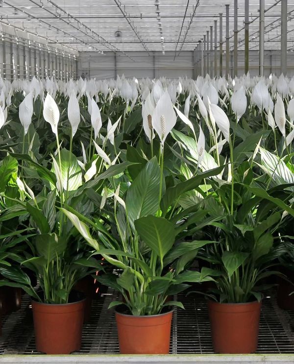 Barış Çiçeği 40–60 cm (Spathiphyllum)