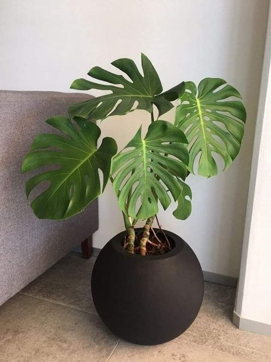 Deve Tabanı 60–100 cm (Monstera deliciosa)