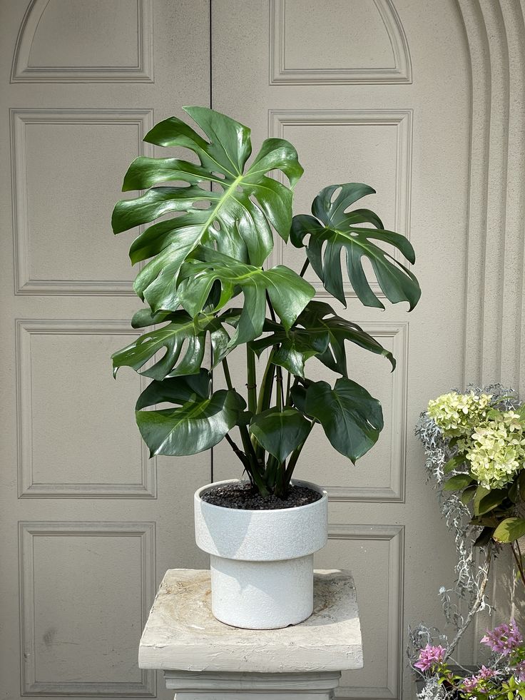 Deve Tabanı 60–100 cm (Monstera deliciosa)