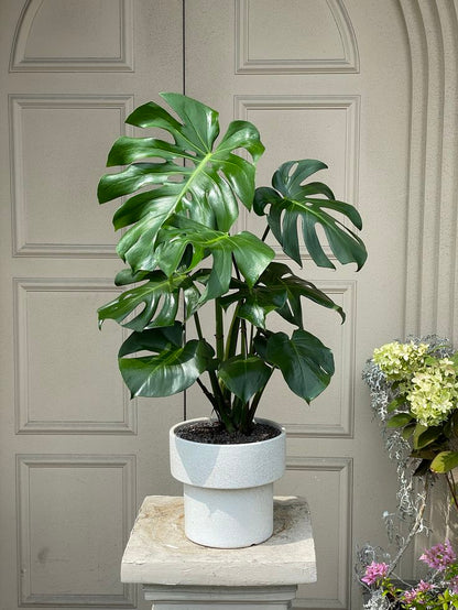 Deve Tabanı 60–100 cm (Monstera deliciosa)