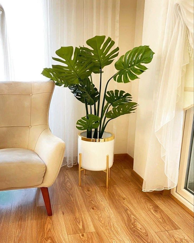 Deve Tabanı 60–100 cm (Monstera deliciosa)