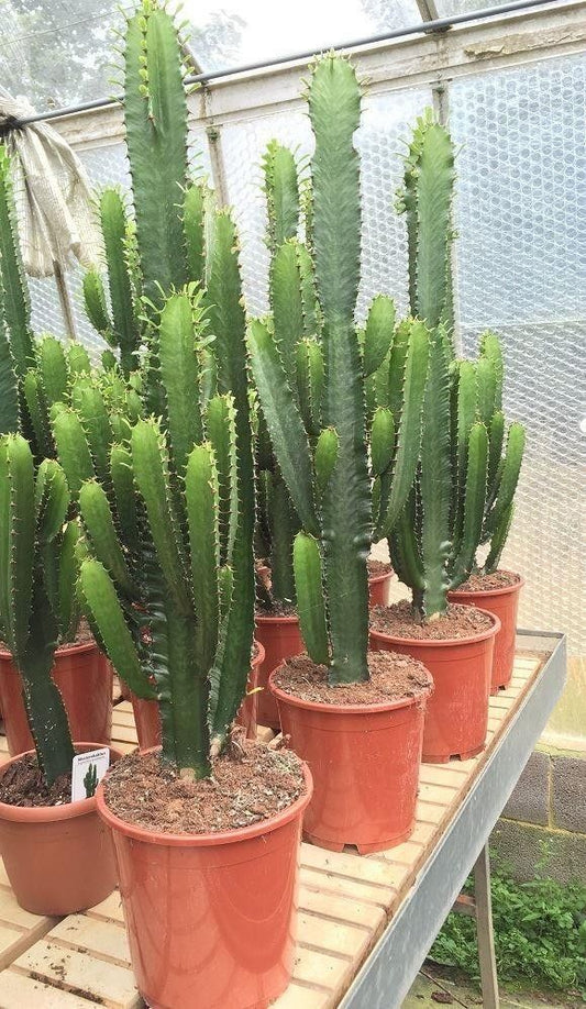 Şamdan Ağacı Dev Kaktüs 80 - 130 cm ( Euphorbia İngens )