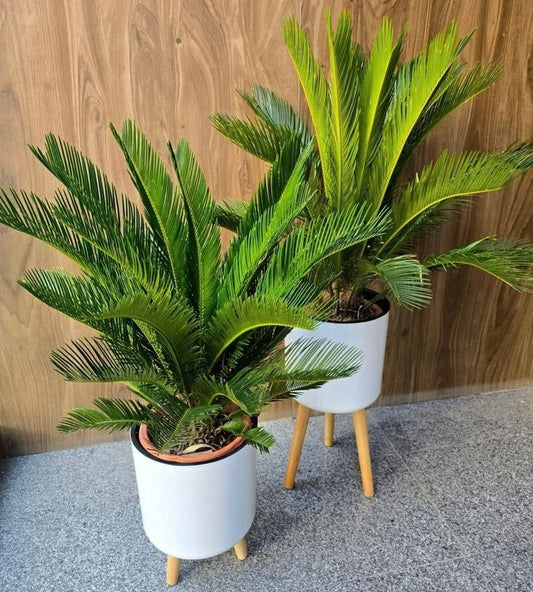 Sikas Japon Palmiyesi 41-50 cm ( Cycas Revoluta )